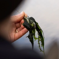 Korda Grapple Leads